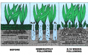 Aeration-Overseeding